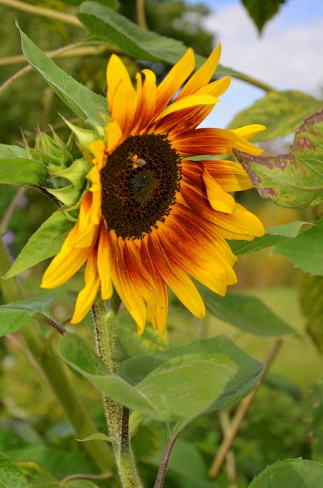 Helianthus annuus 'Panach' (2)